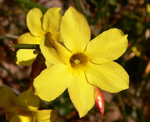{Jasminum nudiflorum}